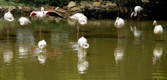 Taman Wetland